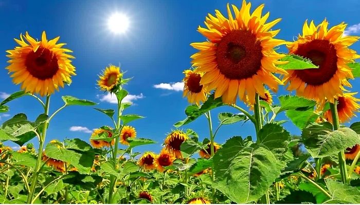 ２０２２ベースメイク崩れ対策はこれで乗り切る酷暑のイメージ画像